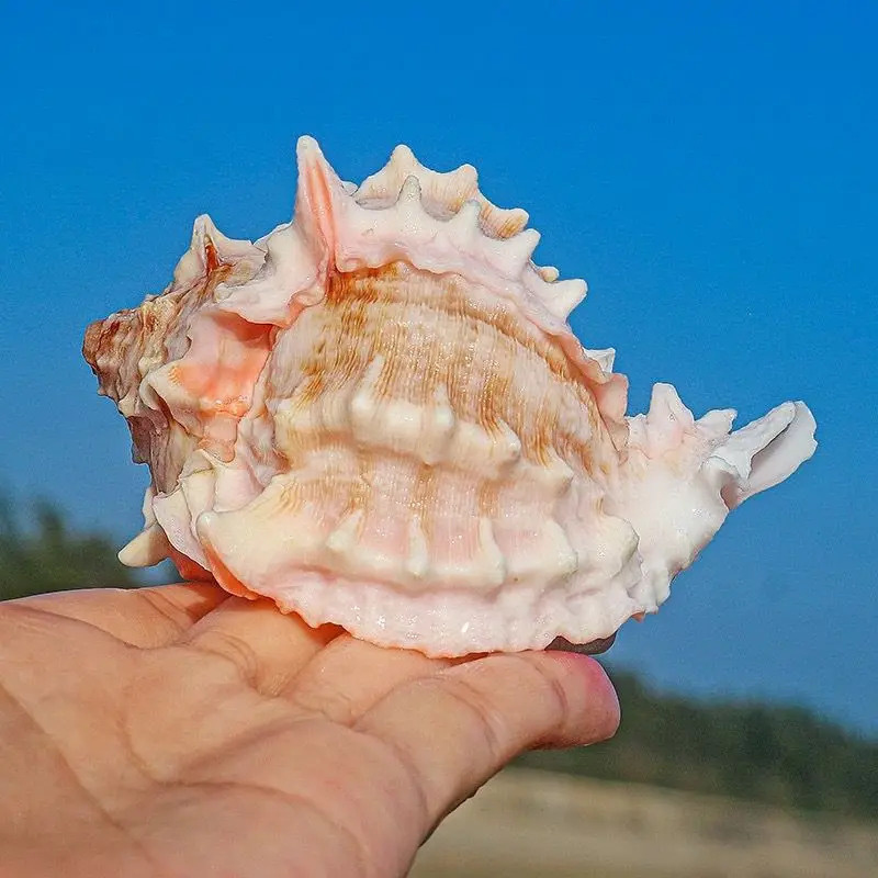 Aquarium Planting Ideas - Natural Pink Conch Shell, Large Rough