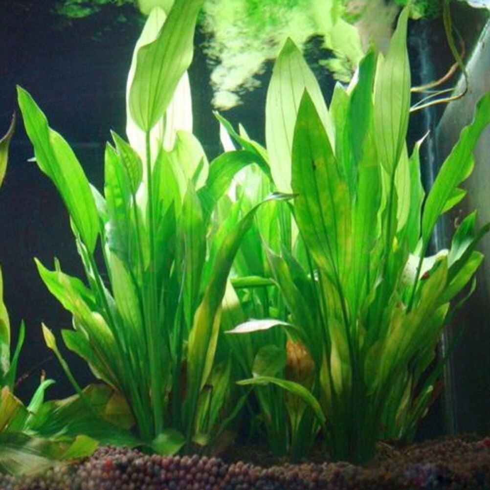 Aquarium Plant Seeds - 15cm Artificial Aquarium Decor Plants Water