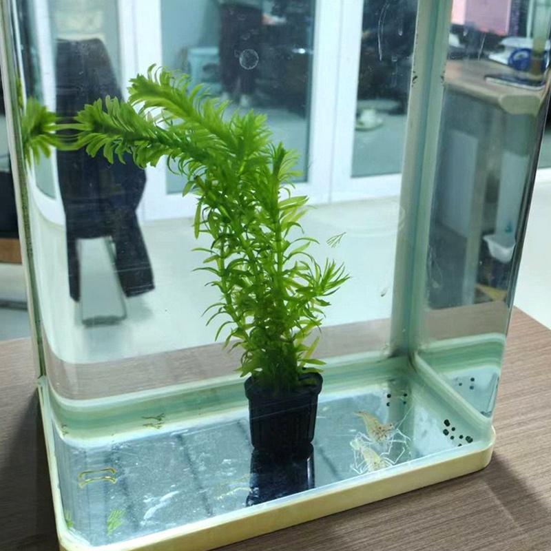 4Pcs Pet Fish Tank Landscaping - Aquarium Planting avaliação e preço