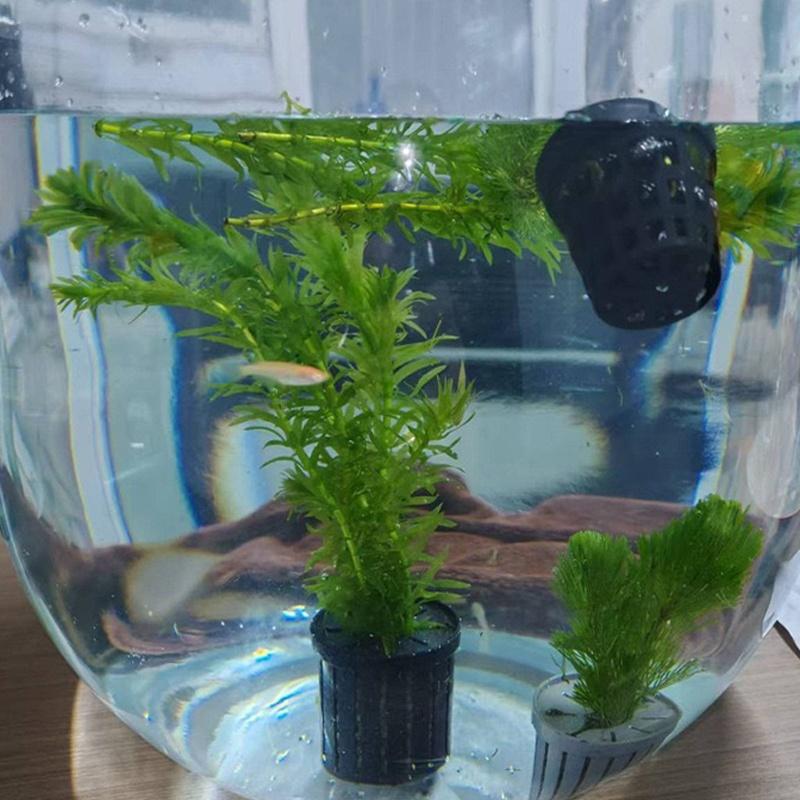 4Pcs Pet Fish Tank Landscaping - Aquarium Planting avaliação e preço