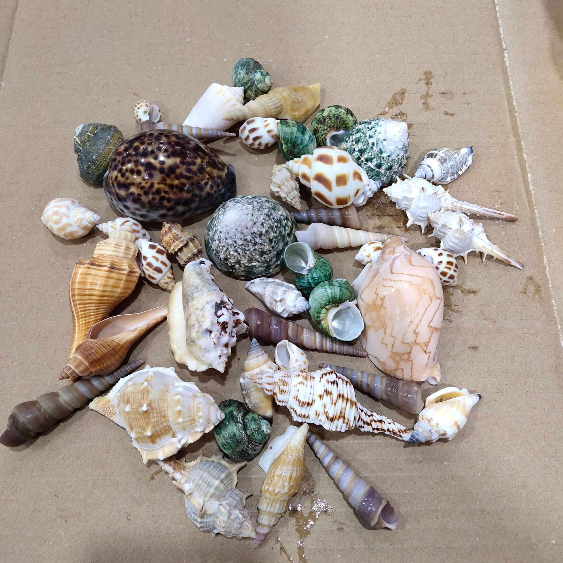 Conch shell mixed combination, - Aquarium Planting Ideas avaliação e preço