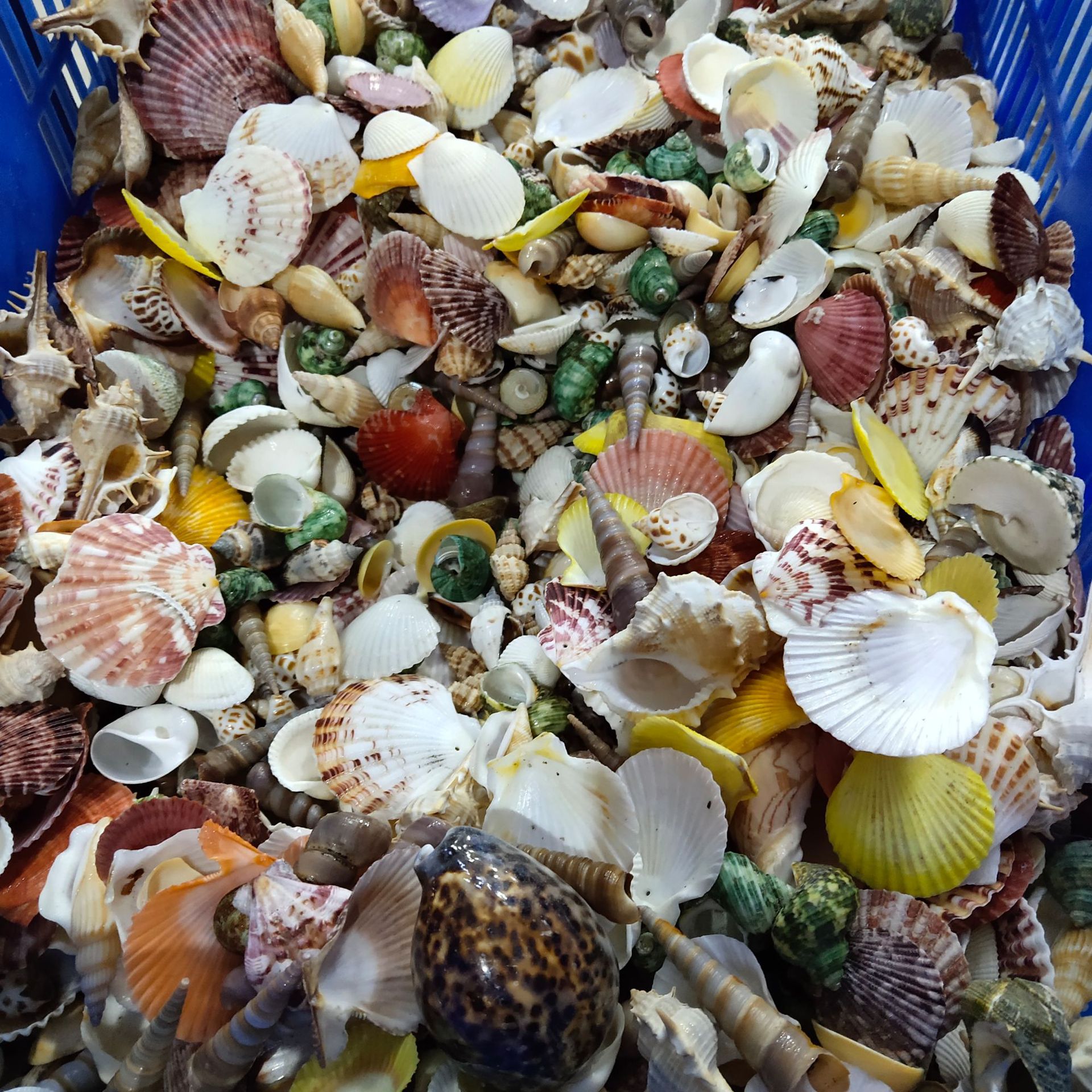 Conch shell mixed combination, - Aquarium Planting Ideas avaliação e preço