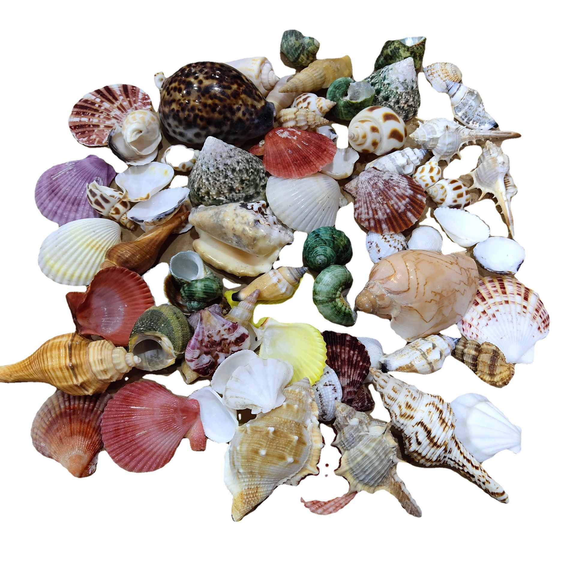 Conch shell mixed combination, - Aquarium Planting Ideas avaliação e preço