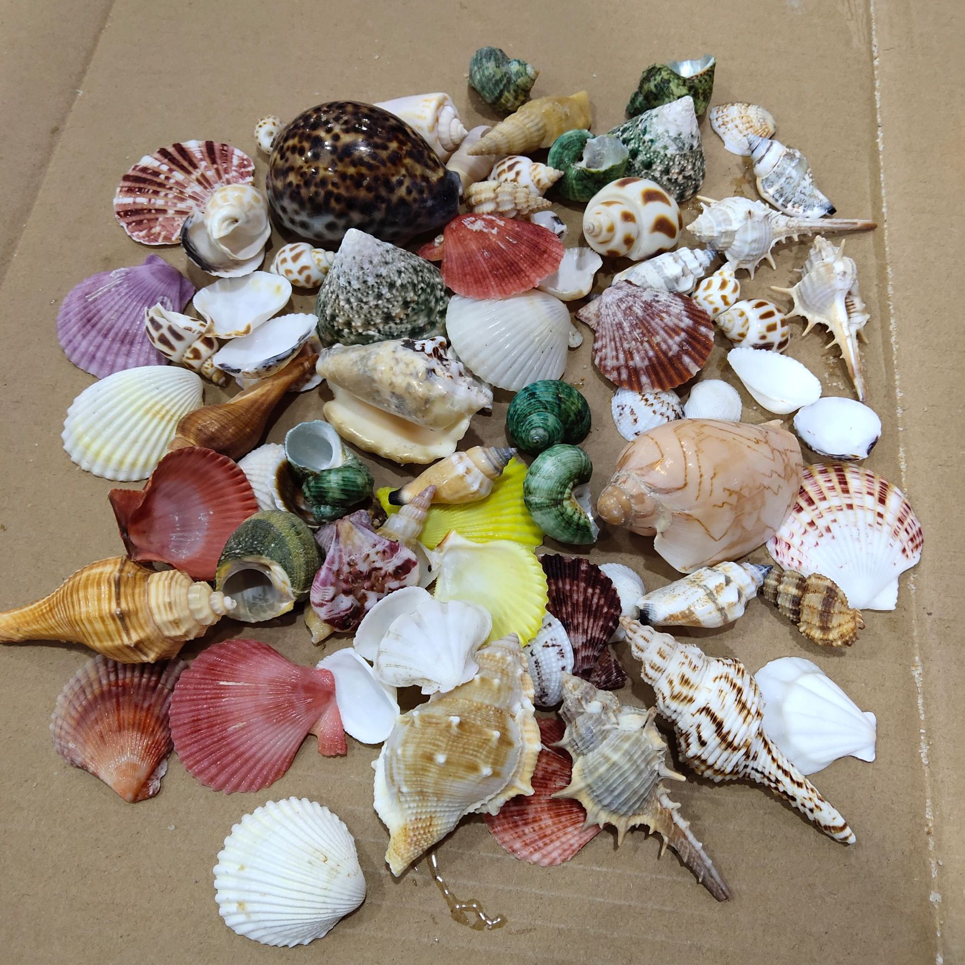 Conch shell mixed combination, - Aquarium Planting Ideas avaliação e preço