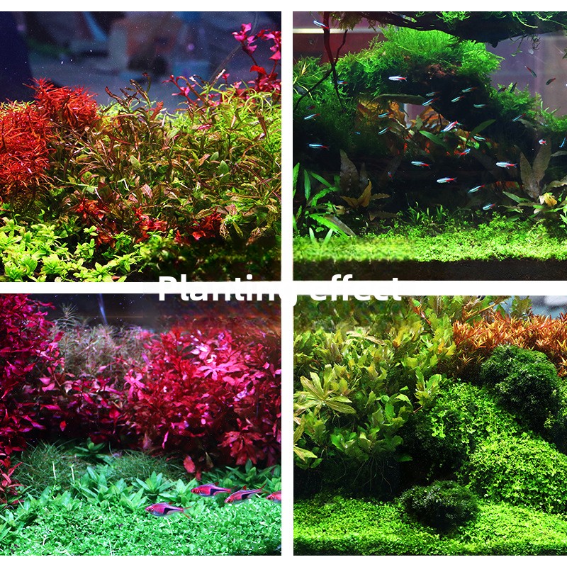 SYSENCIAGA Planted Aquarium Su - Aquarium Planted Sand avaliação e preço