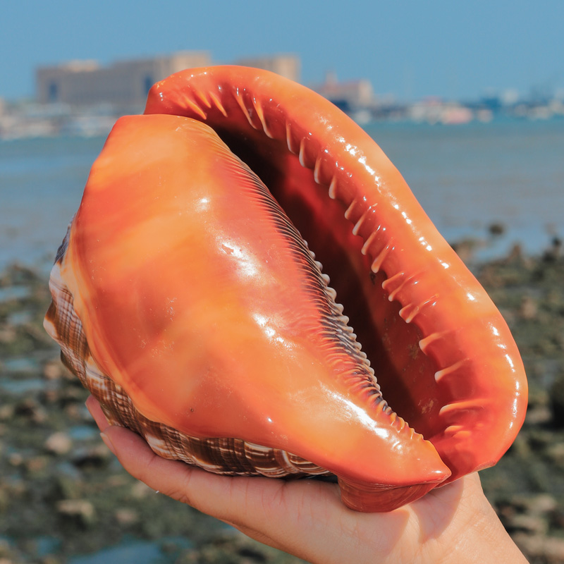 12-17CM Natural Orange Sea She - Aquarium Planting Ideas avaliação e preço