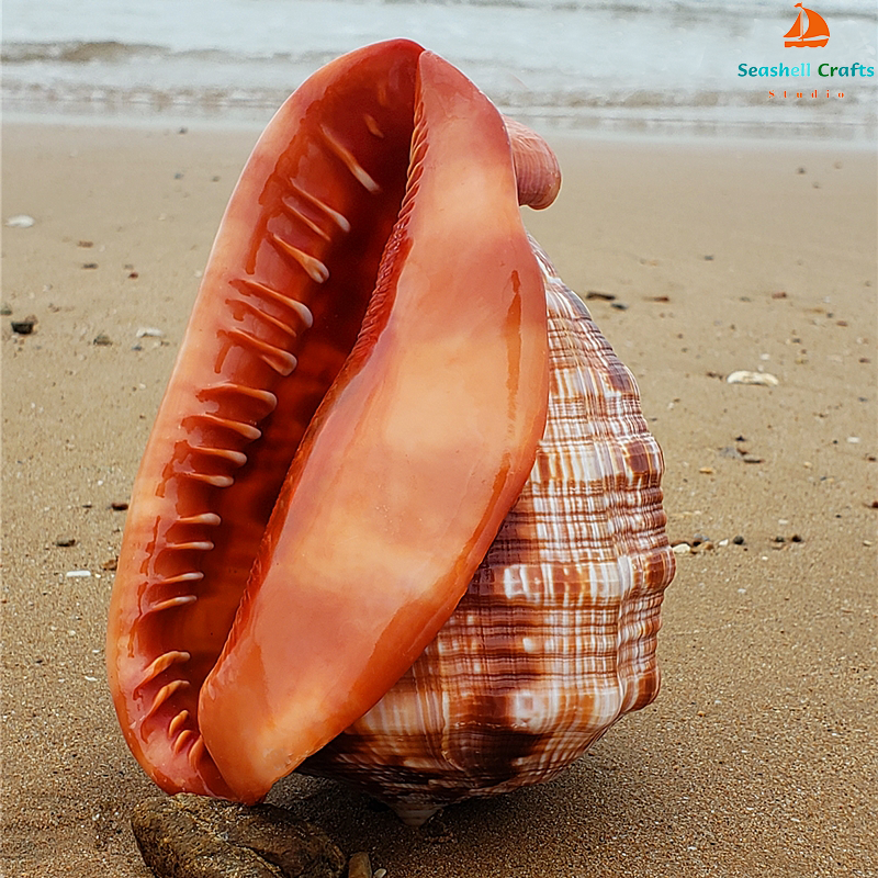 12-17CM Natural Orange Sea She - Aquarium Planting Ideas avaliação e preço