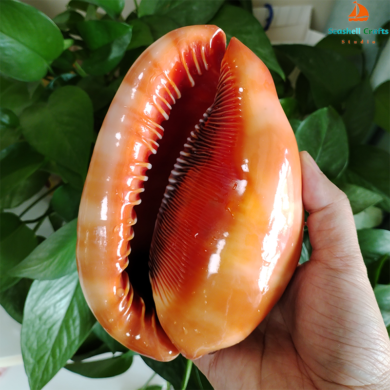 12-17CM Natural Orange Sea She - Aquarium Planting Ideas avaliação e preço
