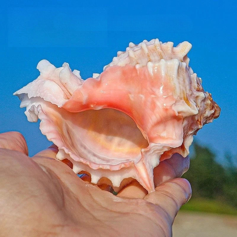 Natural Pink Conch Shell, Larg - Aquarium Planting Ideas avaliação e preço