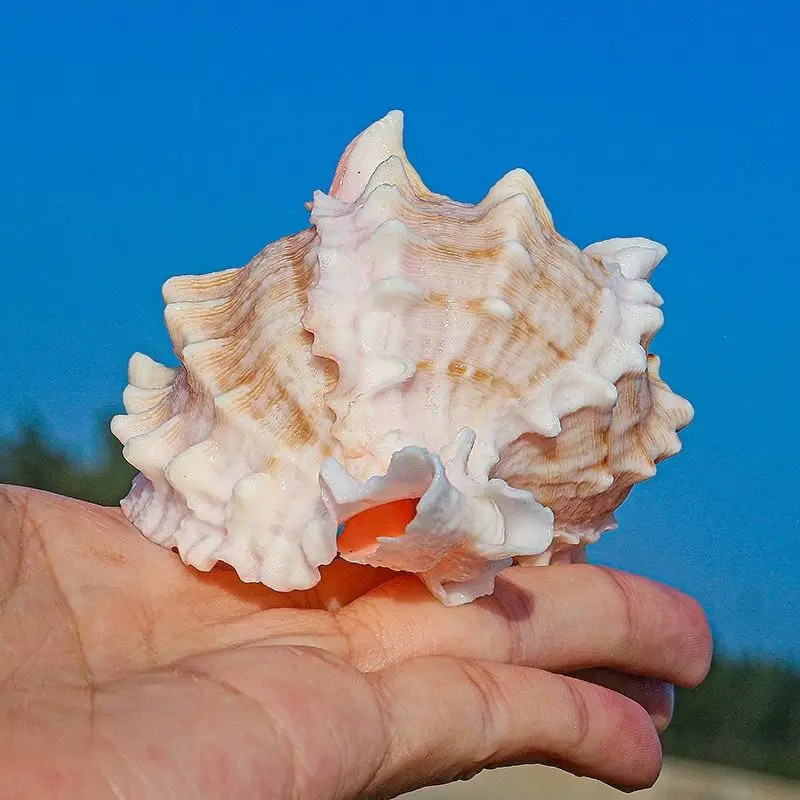 Natural Pink Conch Shell, Larg - Aquarium Planting Ideas avaliação e preço