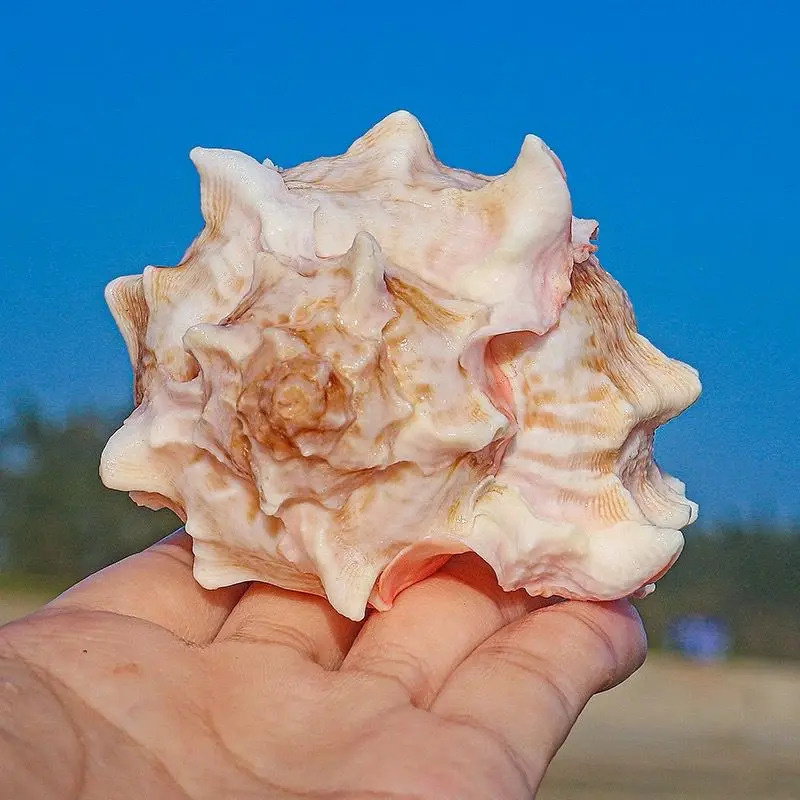 Natural Pink Conch Shell, Larg - Aquarium Planting Ideas avaliação e preço