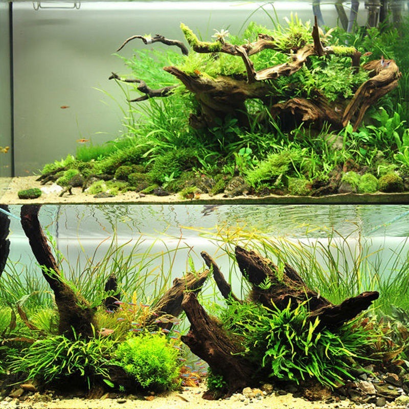 Natural Driftwood Aquarium Mos - Planted Aquarium With Driftwood avaliação e preço