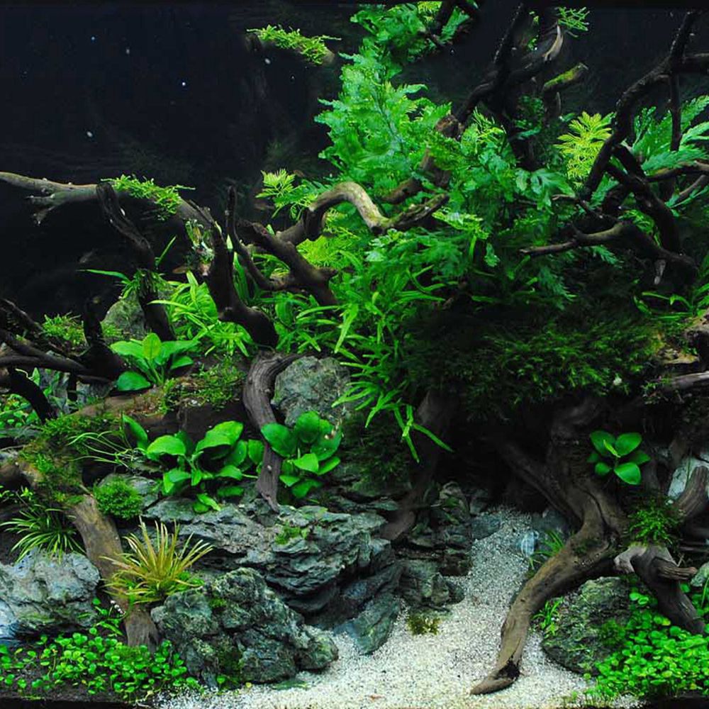 1 Pcs Wood Reptile Fish Tank O - Planted Aquarium With Driftwood avaliação e preço