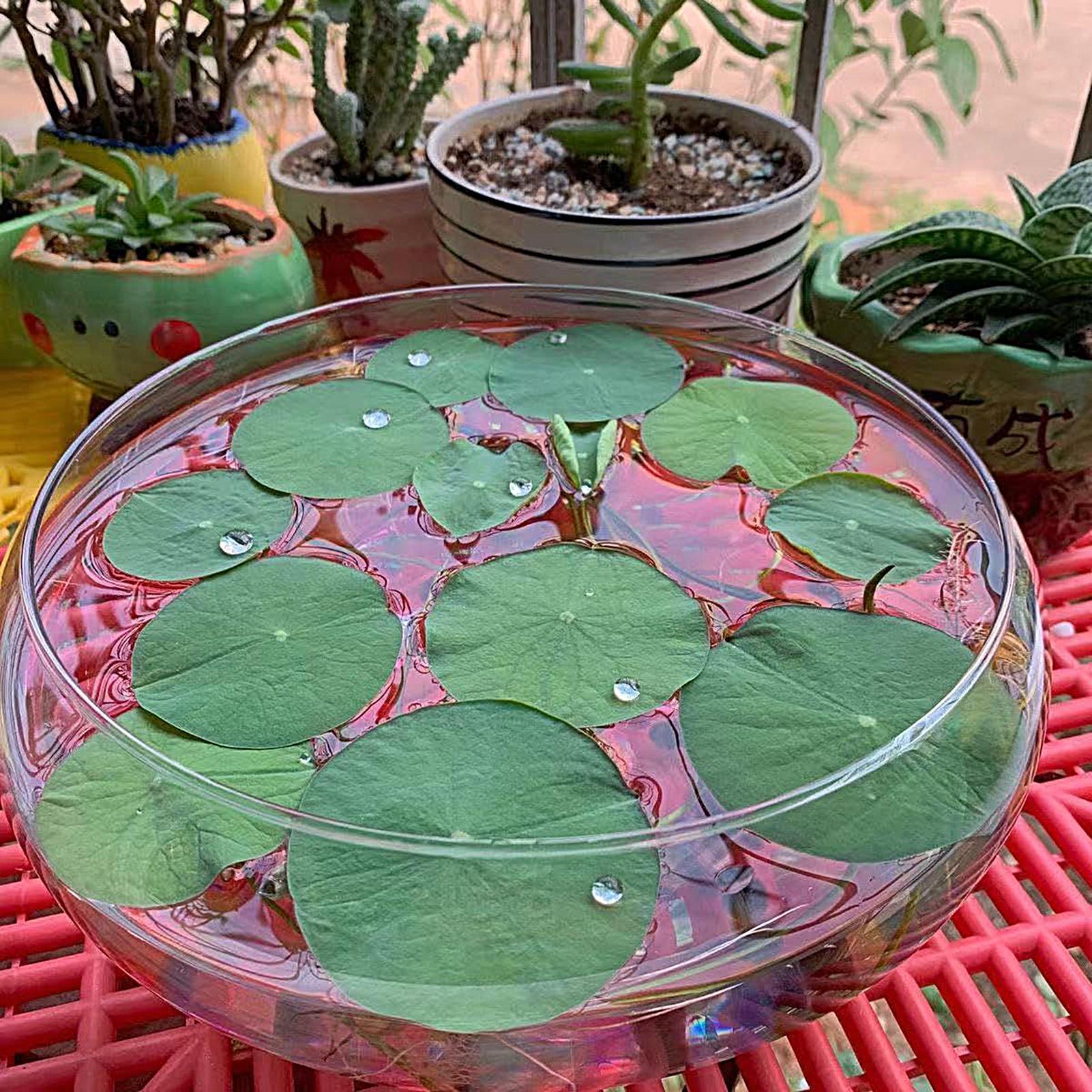 Fish Glass Bowl Glass Large Hy - Aquarium Planting avaliação e preço