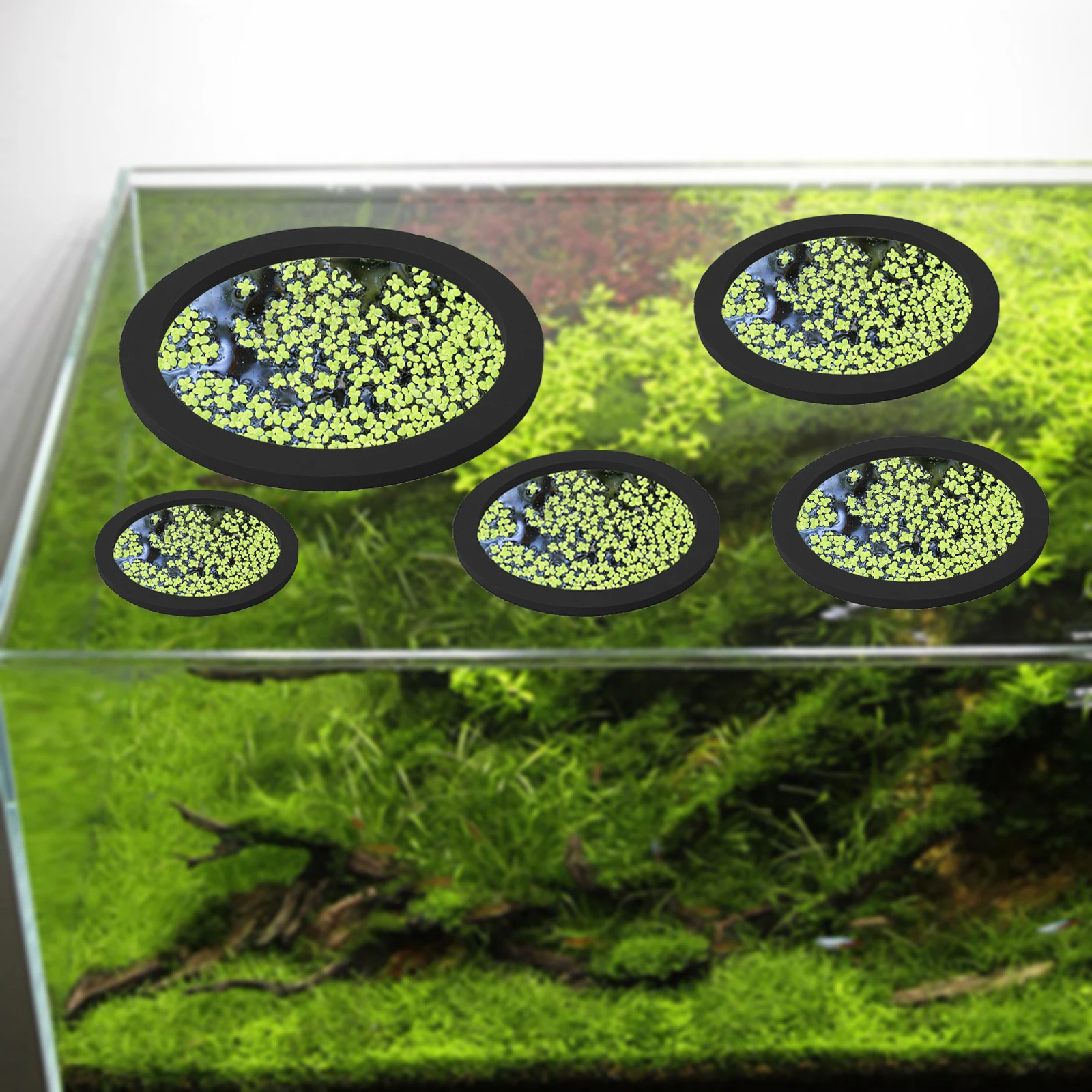 5Pcs EVA Fish Feeding Ring Aqu - Aquarium Planting Ideas avaliação e preço