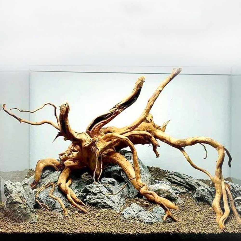 20-25CM Large Aquarium Driftwo - Planted Aquarium With Driftwood avaliação e preço