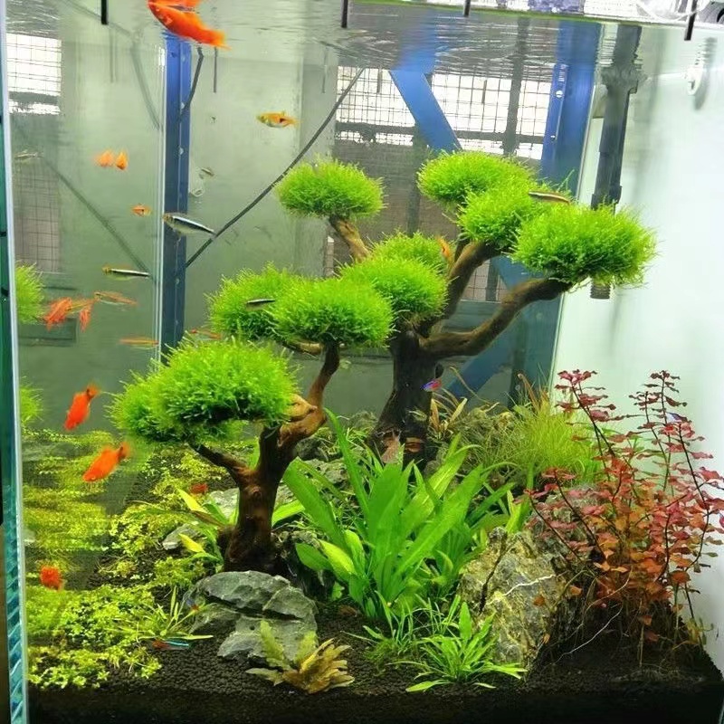 Fish tank greening wood frame  - Planted Aquarium With Driftwood avaliação e preço