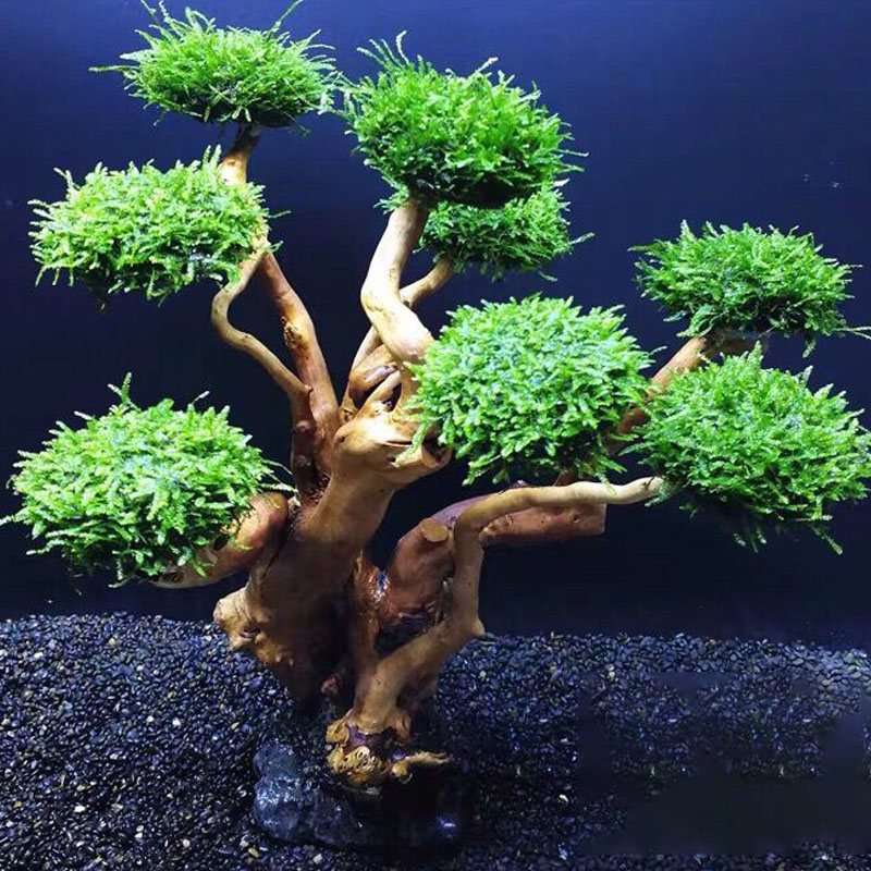 Fish tank greening wood frame  - Planted Aquarium With Driftwood avaliação e preço