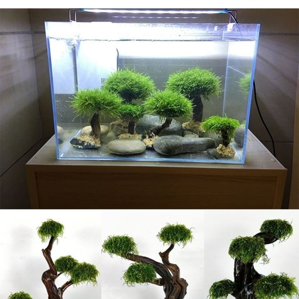 Fish tank greening wood frame  - Planted Aquarium With Driftwood avaliação e preço