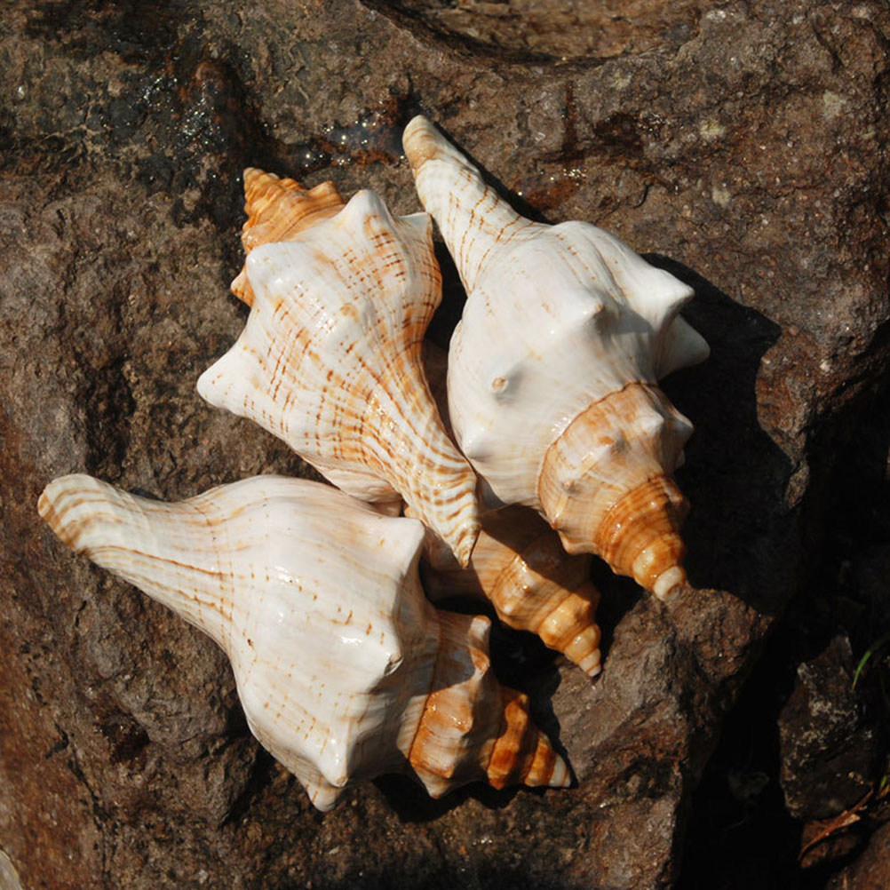 Decorative Conch Shell for Aqu - Aquarium Planting Ideas avaliação e preço