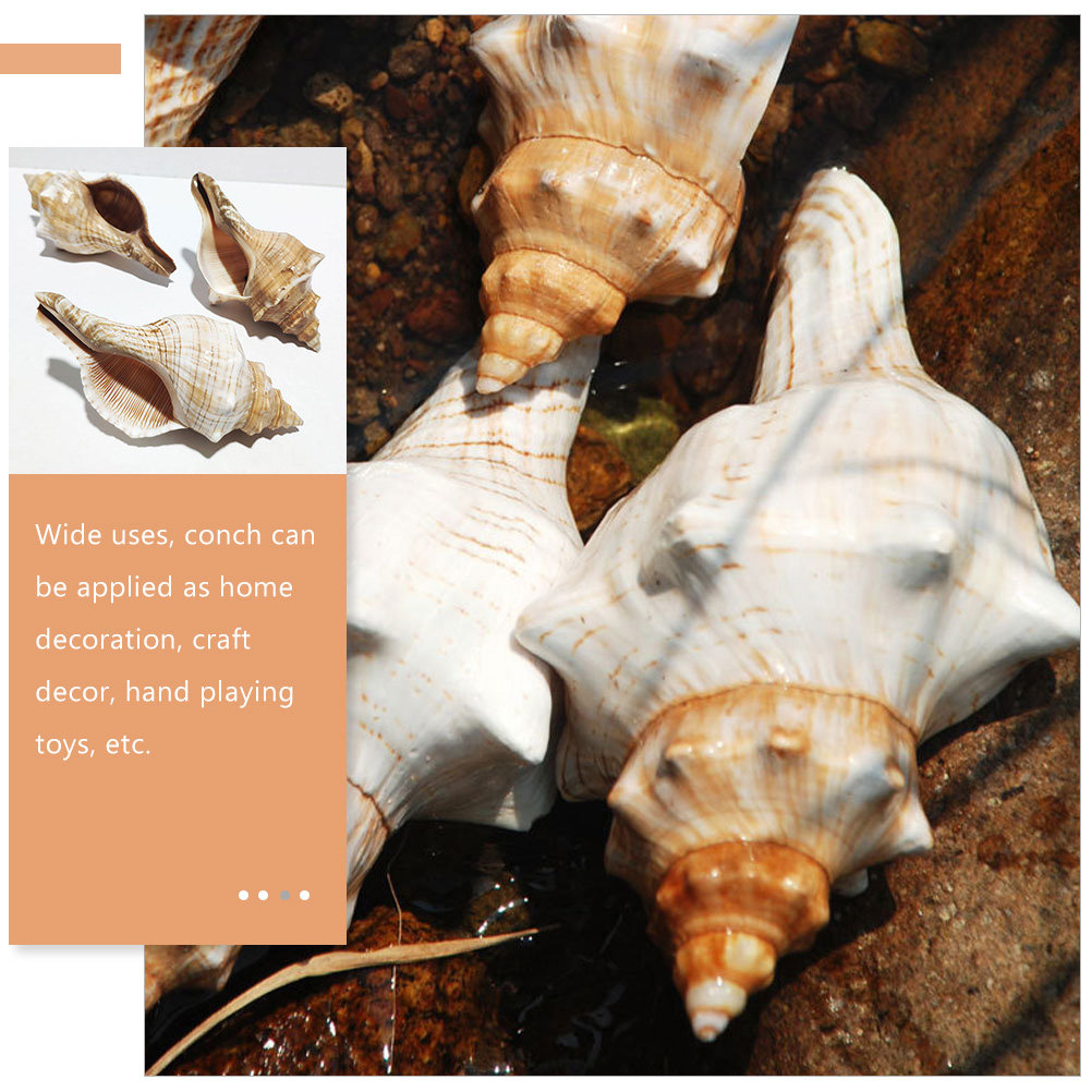 Decorative Conch Shell for Aqu - Aquarium Planting Ideas avaliação e preço