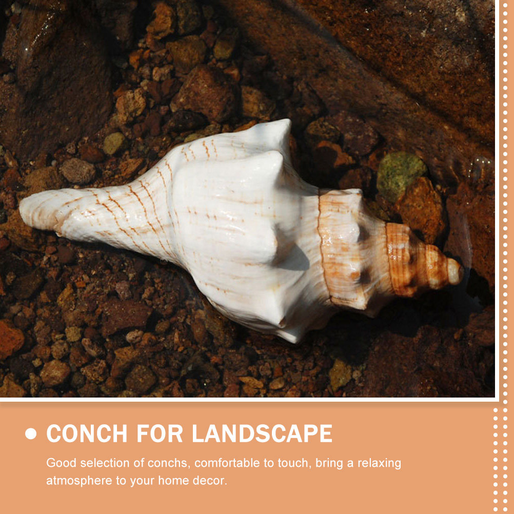 Decorative Conch Shell for Aqu - Aquarium Planting Ideas avaliação e preço