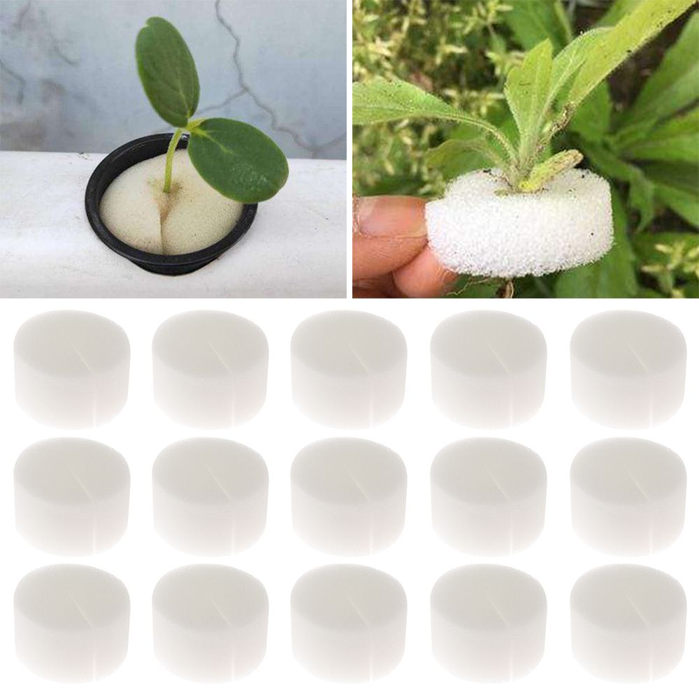 10/50pcs Durable Planting Aqua - Aquarium Plant Seeds avaliação e preço