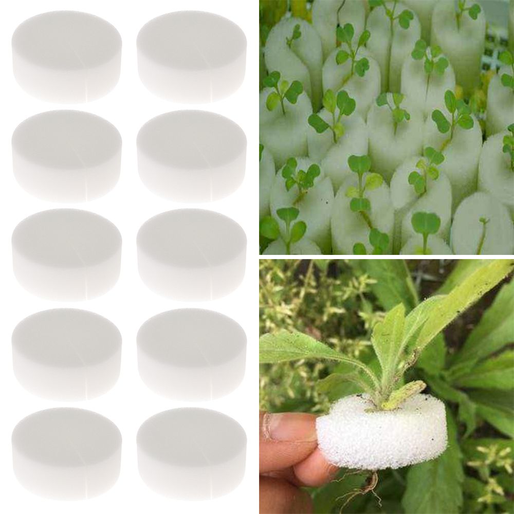 10/50pcs Durable Planting Aqua - Aquarium Plant Seeds avaliação e preço