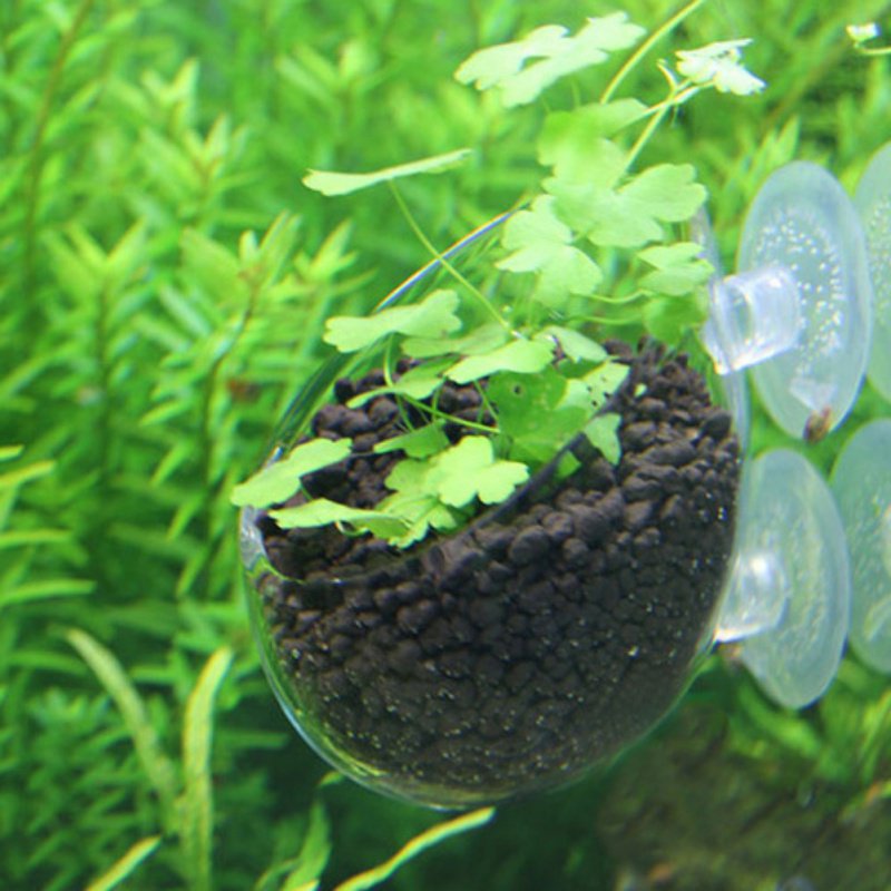 Aquarium Hanging Plant Pot Gla - Aquarium Plant Seeds avaliação e preço