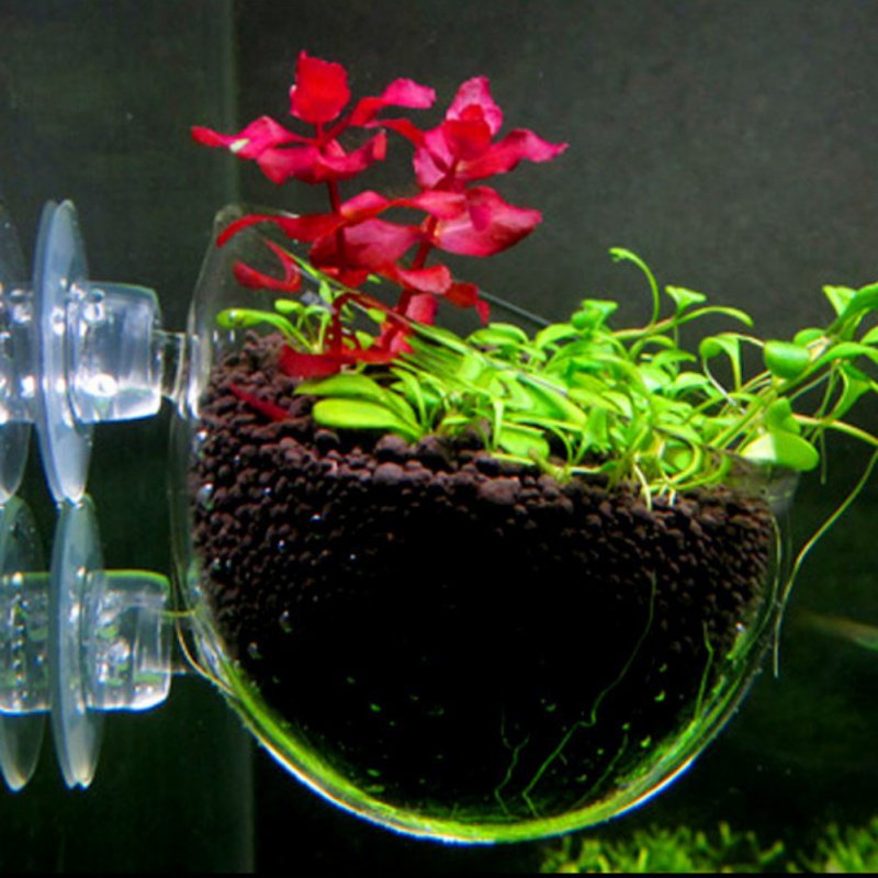 Aquarium Hanging Plant Pot Gla - Aquarium Plant Seeds avaliação e preço